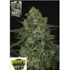RIPPER SEEDS - CRIMINAL + - 1 SEME