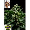 RIPPER SEEDS - DO-G - 1 SEME