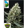RIPPER SEEDS - RIPPER HAZE - 5 SEMI