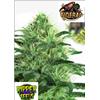 RIPPER SEEDS - SIDERAL - 3 SEMI