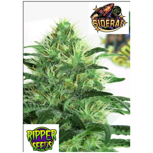 RIPPER SEEDS - SIDERAL - 5 SEMI