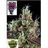 RIPPER SEEDS - SOUR RIPPER - 3 SEEDS