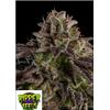 RIPPER SEEDS - KMINTZ - 5 SEMI