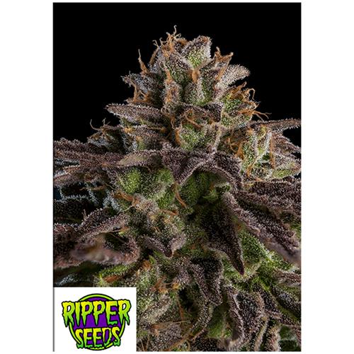 RIPPER SEEDS - KMINTZ - 3 SEMI