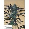 HUMBOLDT SEEDS - BLUEBERRY HEADBAND FEM - 3 SEMI