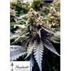HUMBOLDT SEEDS - CHOCOLATE MINT OG 2.0 FEM - 10 SEMI