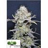 CBD CREW - CBD NORDLE FEMMINIZZATA - 5 SEMI