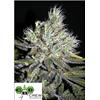 CBD CREW - CBD SWEET AND SOUR WIDOW REGOLARE - 5 SEMI