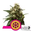 ROYAL QUEEN SEEDS - ICE FEM - 3 SEMI 
