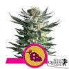 ROYAL QUEEN SEEDS - FRUIT SPIRIT FEM - 5 SEEDS
