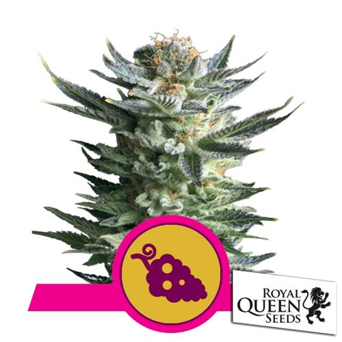 ROYAL QUEEN SEEDS - FRUIT SPIRIT FEM - 10 SEMI 