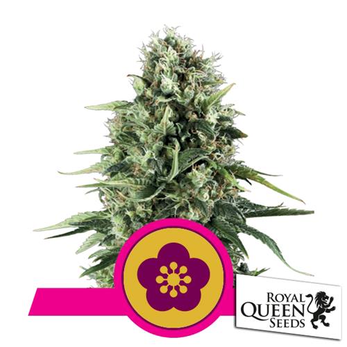 ROYAL QUEEN SEEDS - POWER FLOWER FEM - 5 SEEDS