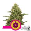 NEW - ROYAL QUEEN SEEDS - NORTHERN LIGHT FEM - 10 SEMI 