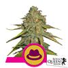 ROYAL QUEEN SEEDS - OG KUSH FEM - 5 SEMI  