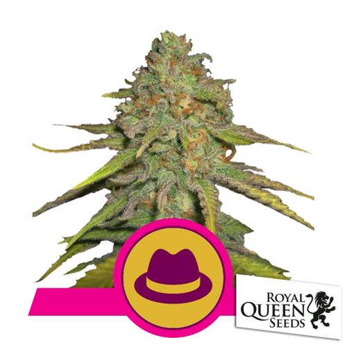 ROYAL QUEEN SEEDS - OG KUSH FEM - 5 SEMI  
