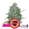 NEW - ROYAL QUEEN SEEDS - SKUNK XL FEM - 25 SEMI  