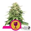 ROYAL QUEEN SEEDS - CRITICAL FEM - 5 SEEDS 