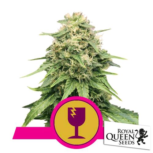 ROYAL QUEEN SEEDS - CRITICAL FEM - 10 SEMI  