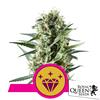 ROYAL QUEEN SEEDS - SPECIAL KUSH #1 FEM - 5 SEEDS