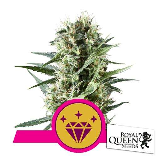 ROYAL QUEEN SEEDS - SPECIAL KUSH #1 FEM - 5 SEEDS