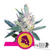 ROYAL QUEEN SEEDS - ROYAL CHEESE FEM FAST - 3 SEEDS