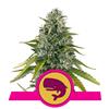 NEW - ROYAL QUEEN SEEDS - ROYAL MOBY FEM - 10 SEMI 