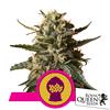 ROYAL QUEEN SEEDS - BUBBLEGUM XL FEM - 3 SEMI 