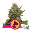 ROYAL QUEEN SEEDS - KALI DOG FEM - 5 SEMI 