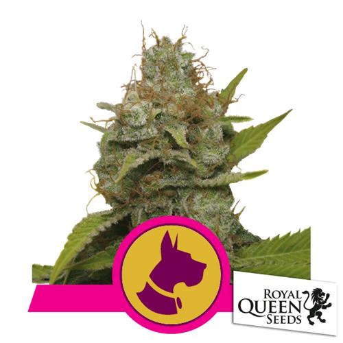 ROYAL QUEEN SEEDS - KALI DOG FEM - 5 SEEDS