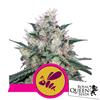 ROYAL QUEEN SEEDS - HONEY CREAM FEM FAST - 5 SEEDS