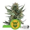 ROYAL QUEEN SEEDS - ROYAL DWARF AUTO - 3 SEEDS