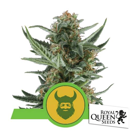 ROYAL QUEEN SEEDS - ROYAL DWARF AUTO - 5 SEEDS