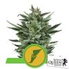 ROYAL QUEEN SEEDS - QUICK ONE AUTO - 25 SEEDS