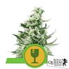 NEW - ROYAL QUEEN SEEDS - ROYAL CRITICAL AUTO - 10 SEMI 