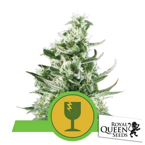 ROYAL QUEEN SEEDS - ROYAL CRITICAL AUTO - 10 SEMI 
