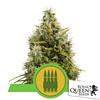 ROYAL QUEEN SEEDS - AK AUTO - 200 SEMI BULK