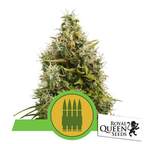 ROYAL QUEEN SEEDS - ROYAL AK AUTO - 5 SEMI 