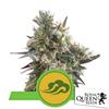 ROYAL QUEEN SEEDS - ROYAL BLUEMATIC AUTO - 3 SEEDS