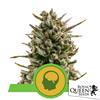 ROYAL QUEEN SEEDS - AMNESIA HAZE AUTO - 3 SEMI 
