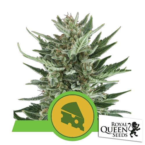 ROYAL QUEEN SEEDS - ROYAL CHEESE AUTO - 5 SEEDS