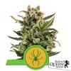 ROYAL QUEEN SEEDS - WHITE WIDOW AUTO - 5 SEMI