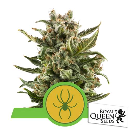 ROYAL QUEEN SEEDS - WHITE WIDOW AUTO - 10 SEMI