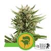 ROYAL QUEEN SEEDS - SWEET SKUNK AUTO - 3 SEMI