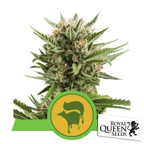 ROYAL QUEEN SEEDS - SWEET SKUNK AUTO - 10 SEMI 