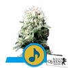 ROYAL QUEEN SEEDS - DANCE WORLD FEM CBD - 3 SEEDS