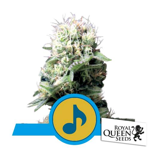 ROYAL QUEEN SEEDS - DANCE WORLD FEM CBD - 25 SEMI