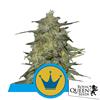ROYAL QUEEN SEEDS - ROYAL HIGHNESS FEM CBD - 3 SEEDS