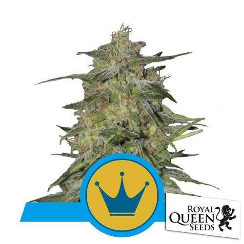 ROYAL QUEEN SEEDS - ROYAL HIGHNESS FEM CBD - 5 SEEDS