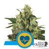 ROYAL QUEEN SEEDS - MADICAL MASS FEM CBD - 3 SEEDS 