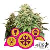 ROYAL QUEEN SEEDS - MIX FEMMINIZZATA - 5 SEMI 